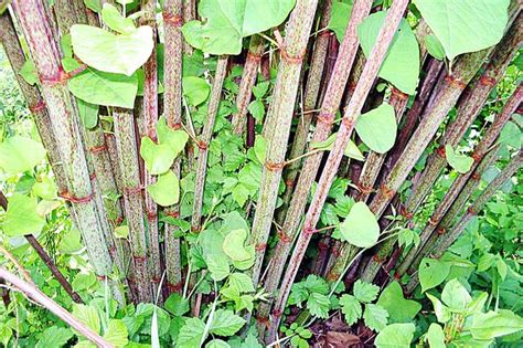 Japanese Knotweed – Fallopia Japonica