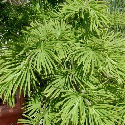 Buy Golden Larch (Pseudolarix Amabilis) 10 seeds online :: Seeds ...