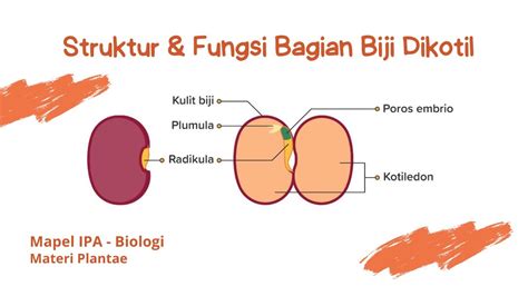 Fungsi Bagian Biji Dikotil pada Bagian Tubuh Tumbuhan, Materi Plantae ...