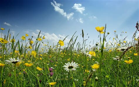 Field of Spring Flowers Wallpaper - WallpaperSafari