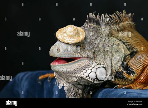 green iguana lizard wearing a funny small hat Stock Photo - Alamy