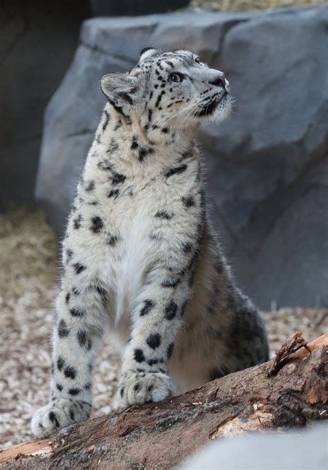 Snow leopard cubs welcomed at Northumberland zoo - BBC News