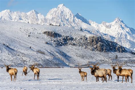 The National Elk Refuge | Bear Woods Happenings