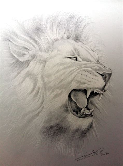 Lion Roar pencil drawing