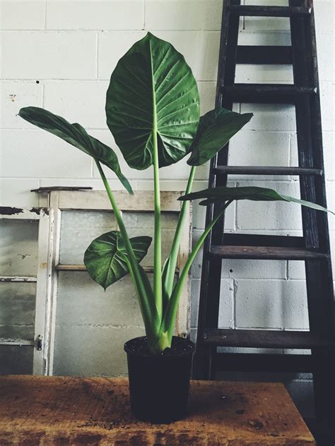 A beautiful tropical indoor plant with broad leaves resembling the ear ...