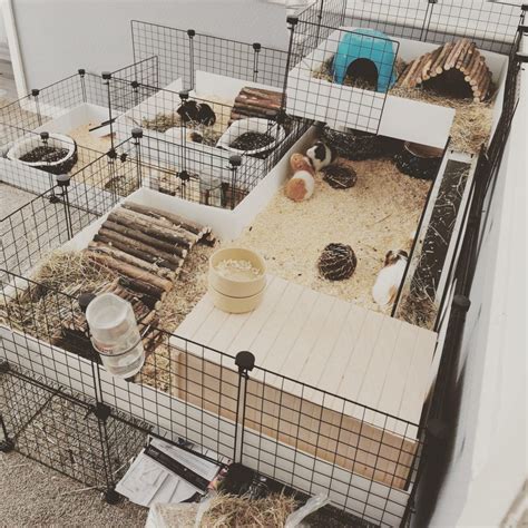 New stacking cages now available! - C and C Guinea Pig Cages