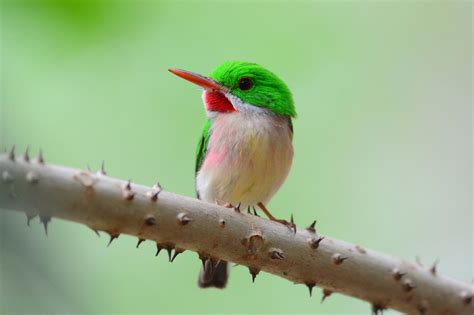 Birds of the Dominican Republic - Extreme Hotels Cabarete