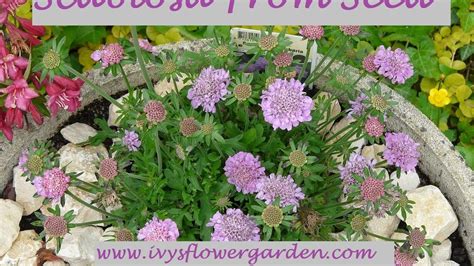 Scabiosa From Seed, Part 2 - YouTube