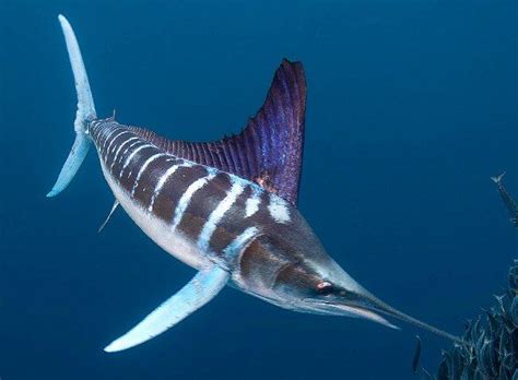 Big Fishes of the World: MARLIN STRIPED (Tetrapturus audax) | Beautiful ...