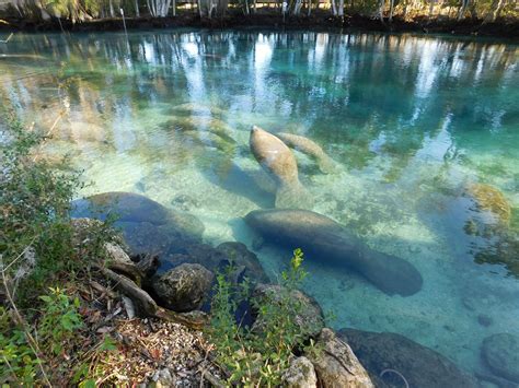 Encounters with Manatees in Crystal River, Florida - MilesGeek ️