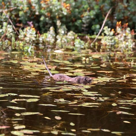 Water Vole Reintroductions in the UK