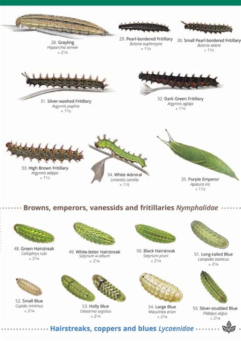 British Caterpillar Identification Guide | FSC Caterpillar Field Guide