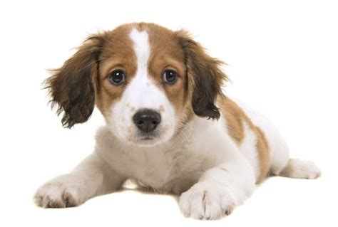 Kooikerhondje Complete Dog Breed Profile