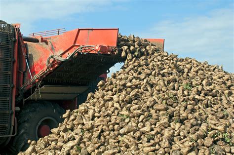 Flooding wreaked havoc on the 2019 sugar beet harvest. This year, Covid ...