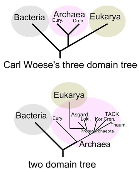 Domain (Biology) | Biology Dictionary