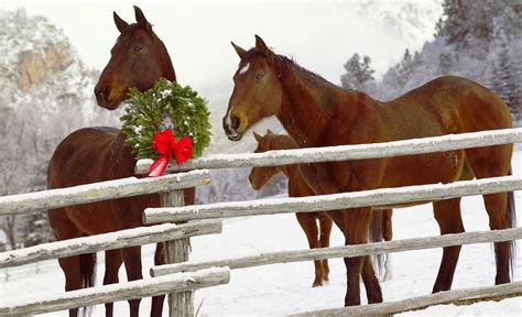 Christmas Horses Wallpaper for Computer - WallpaperSafari