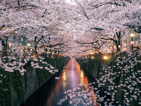 Cherry Blossom Tree Japan Wallpaper : Onhisowntrip Lensbible ...