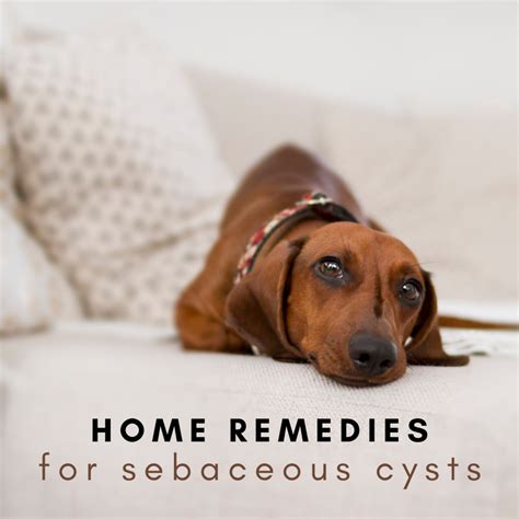 Treating a Dog's Sebaceous Cyst at Home - PetHelpful