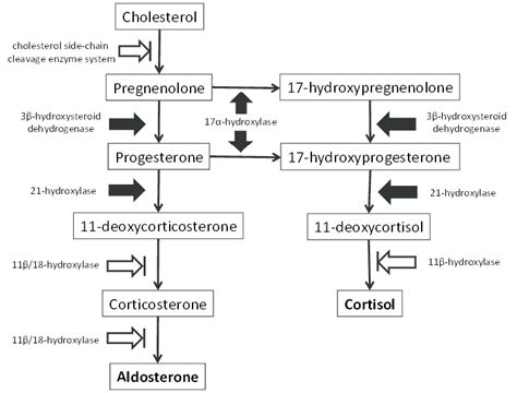 Adrenal Enzyme Pathway