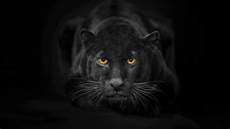 Black Panther Eyes Wallpapers - Top Free Black Panther Eyes Backgrounds ...