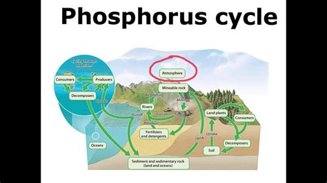 Phosphorus Cycle Diagram Simple