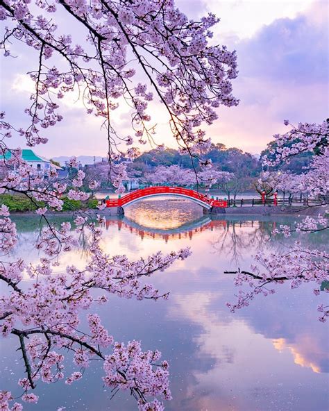 The Stunning Cherry Blossoms and Nemophila Flowers Bloom in Japan | artFido