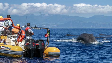 Azores Whale Watching TERRA AZUL™ - Turismo na Ilha de São Miguel, Açores