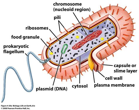 Bacterial Cell Diagram And Functions