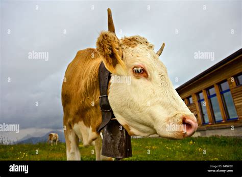 Cow face close up hi-res stock photography and images - Alamy