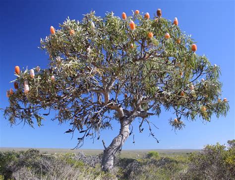 Banksia_prionotes grows to be a small tree. | Trees to plant ...