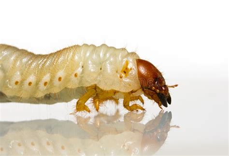 Macro Shot of May-bug Larva Stock Image - Image of june, invertebrate ...