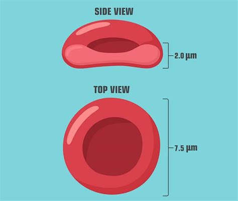 Red Blood Cell - The Definitive Guide | Biology Dictionary