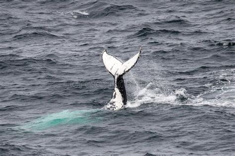 Humpback Whale Calf Breaching Stock Photo - Image of coast, marine ...