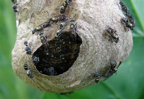 Vespid Wasp Nest from Costa Rica - What's That Bug?