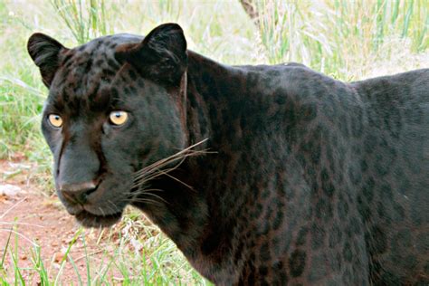 Black leopard. The melanism gene is recessive in leopards. | Пантера ...