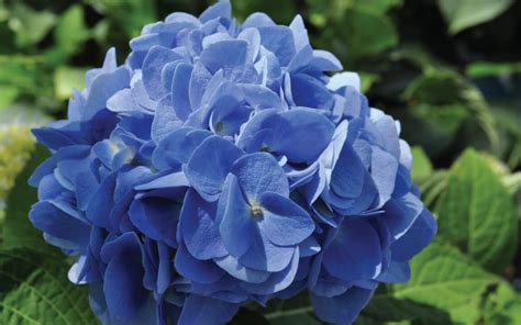 Best Hydrangeas for Shade and Sun - Grass Pad