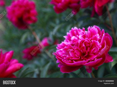 Macro Photo Nature Image & Photo (Free Trial) | Bigstock