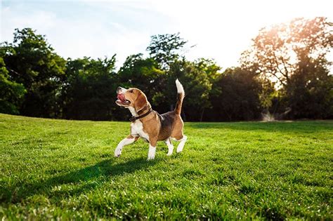 Descubre cómo funciona el lenguaje corporal de los perros | Argos