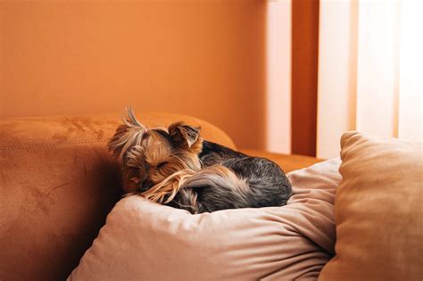 Cute Dog Sleeping on a Sofa Pillow Free Stock Photo | picjumbo