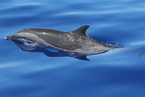 Pantropical Spotted Dolphin l Amazing - Our Breathing Planet