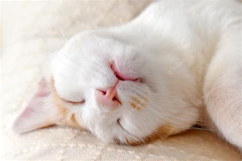 Premium Photo | Ginger and white cat sleeping upside down on the sofa ...