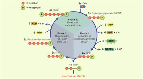 Calvin Cycle : Definition & Stage of Calvin Cycle | Infinity Learn