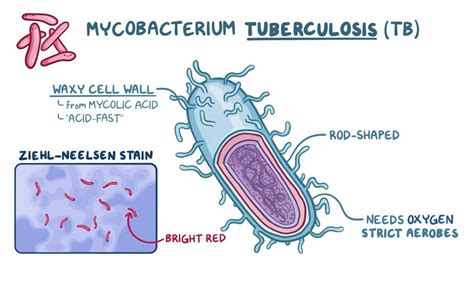 Mycobacterium Tuberculosis Labelled Diagram