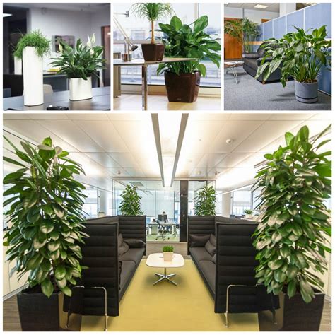 Great Office Plants - photos and vectors