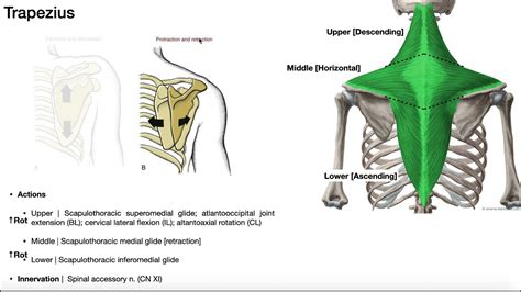 Shoulder Girdle Muscles Origin And Insertion