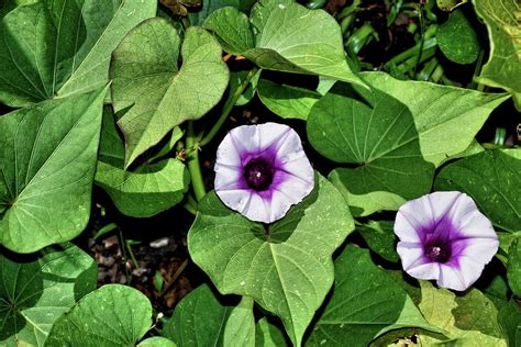 Flowers On A Sweet Potato Vine Photograph by John Trommer