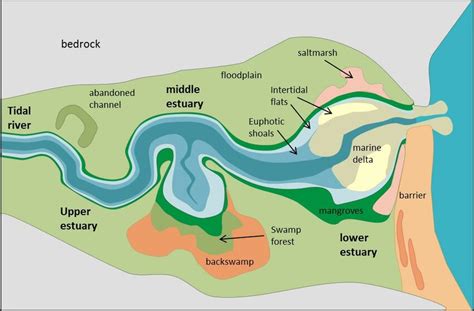 Differences between Lagoon and Estuary - UPSC Environment