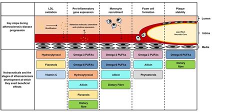 Atherosclerosis Stages