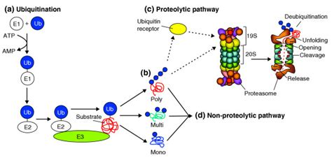 The ubiquitin proteasome system. (a) Ubiquitin is activated by a ...