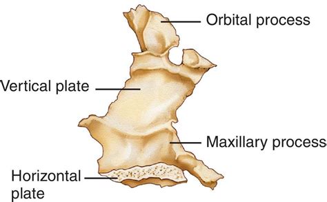 Palatine Bone, Osteology, Anatomy And Physiology, Head And Neck, Bones ...